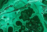 Flowery Polished Malachite Slab - DR Congo #350817-1